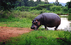 Hippo_CC_Caitlin_small